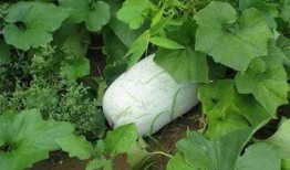 雨季冬瓜爆料怎么做视频,揭秘视频制作全攻略